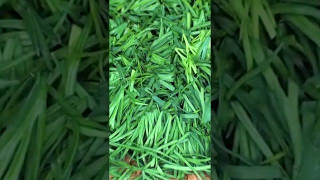 Языки и Культуры