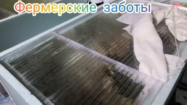 Отключили инкубатор на сутки. Последствия. смотреть онлайн