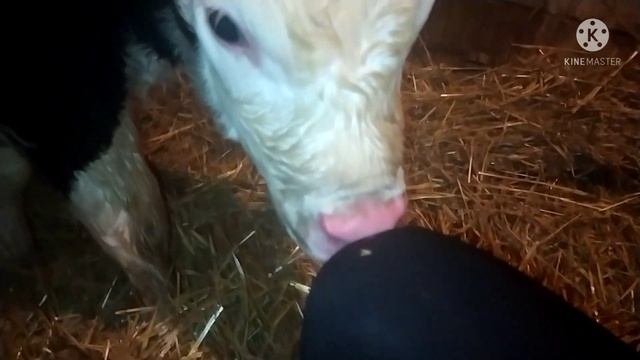 Ещё одна ? корова ? смотреть онлайн