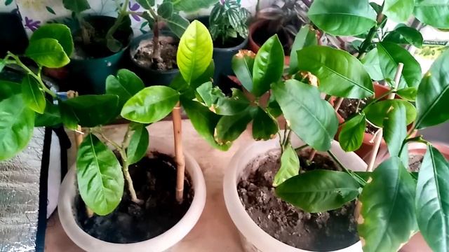 Выращивая годовалый лимон и мандарин из косточки, уход за лимоном из косточки смотреть онлайн