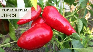 Перец ЛЕСЯ * Сорта перца