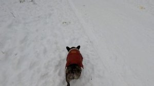 Собака убегает от хозяина. ЧТО делать?