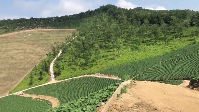 Сколько зарабатывает хозяин плантации кимчхи