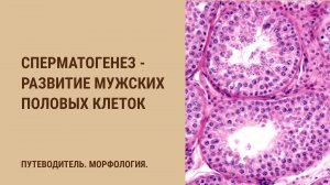 Сперматогенез - развитие мужских половых клеток