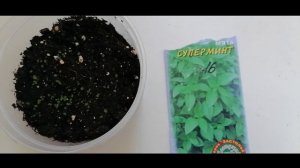 Мята из семян.Март. Всходы мяты Как посеять мяту.