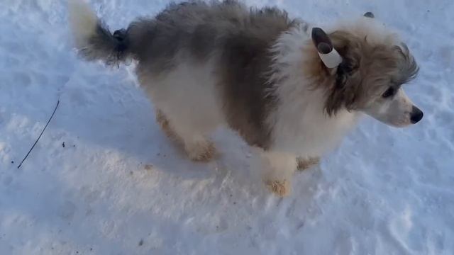 Питомник Ангел О Чек. Китайская Хохлатая собака. смотреть онлайн