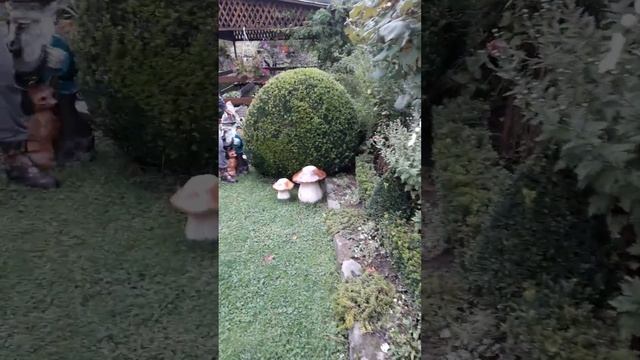 Как Ланшафний дизайн садового участка. я выростила самшит черенками. на своем дачном участке. смотреть онлайн