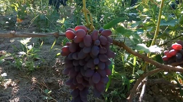 Виноград Малиновый Супер 2020г смотреть онлайн
