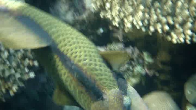 MARITIM ROYAL PENINSULA HOTEL & RESORT,5*- Super Fish