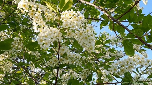 Черёмуховый май смотреть онлайн