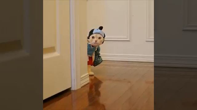 Кот в костюме смотреть онлайн