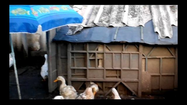 Каких уток оставить на племя??? смотреть онлайн