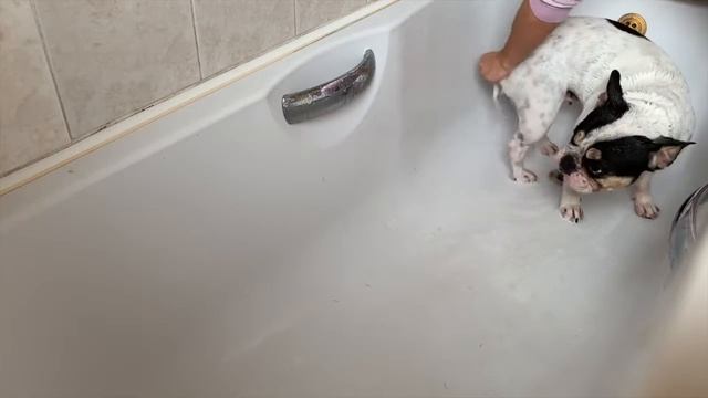taking care of a French Bulldog- how to groom a frenchie! смотреть онлайн