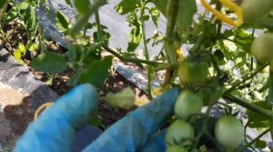 Томат  "Золотой алатау" = ТОМАТНЫЙ КАЛЕЙДОСКОП сезон 2021