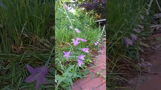 Campanula Bell Flowers 
