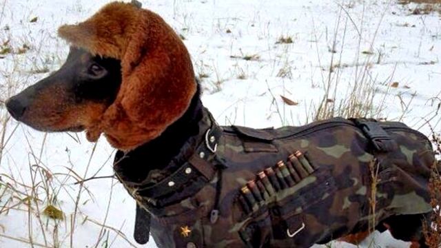 ТАКСЫ. Самое Интересное о Таксах | DACHSHUND. Most Interesting about Dachshunds смотреть онлайн