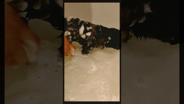 Метис лабрадора и дворняги Лу́на моется с шампунем ? смотреть онлайн