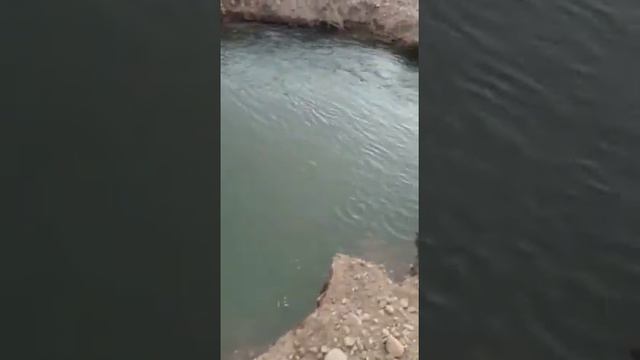 сдается в аренду. Водоём для форели. Дешёвого и Сердито. Кыргызстан смотреть онлайн