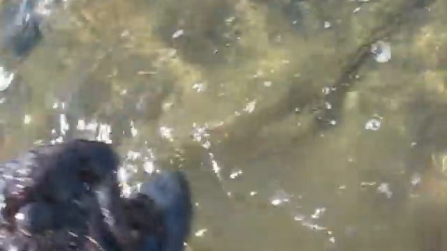 Зубатка Дальневосточная, семейство собачковых. смотреть онлайн