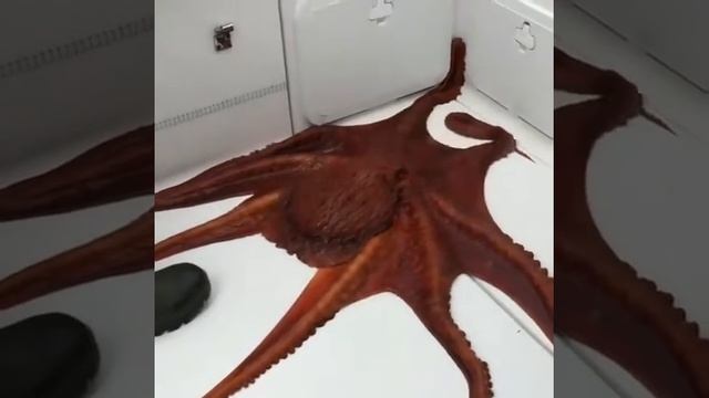 Красный осьминог смотреть онлайн