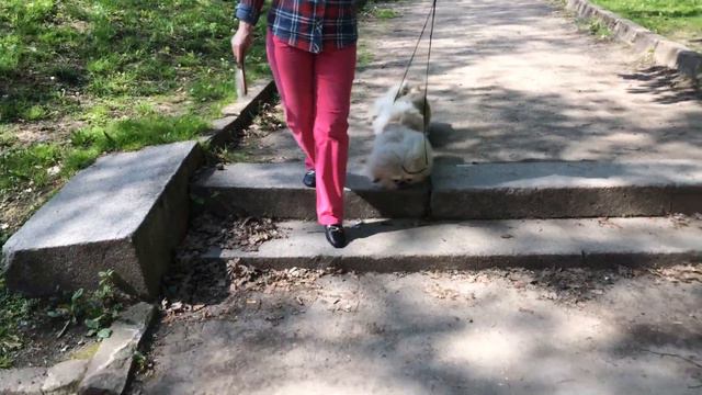 Zolotoy Krokus Kassiopeya смотреть онлайн