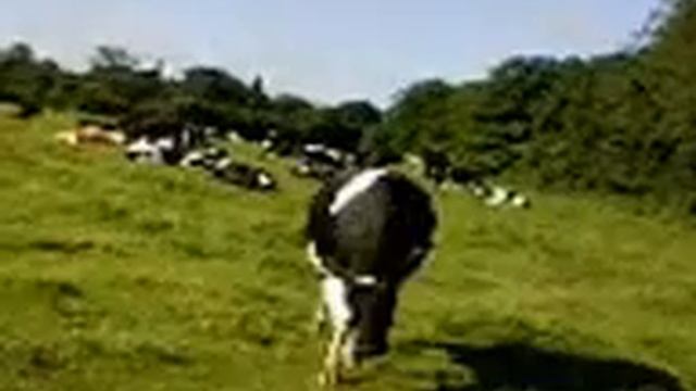 Attack of the killer cows! смотреть онлайн