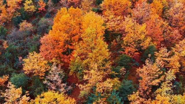 🦜🌹Autumn Forest Serenity: Deep Sleep with Birdsong White Noise #DeepSleep #birdsong #WhiteNoise смотреть онлайн