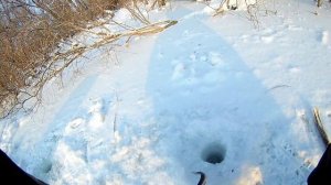 Безмотылка на ельца р.Томь13.12.2017