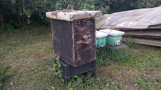 Августовский безрасплодный отводок . смотреть онлайн