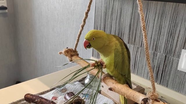 Ожереловый ест хвою. смотреть онлайн