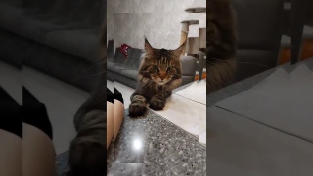 Без котика ужин не ужин. #животные #кот #мейнкуны #кошки #Регион74_61 смотреть онлайн
