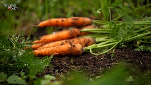 Подкормка Которая Сделает Морковь Слаще Меда! Чем Подкормить Морковь Для Сладости Корнеплода? смотреть онлайн