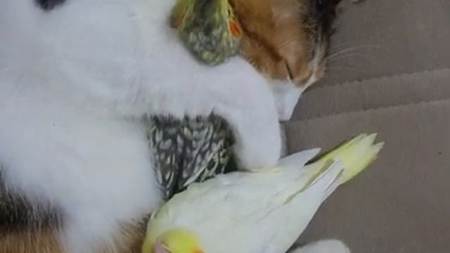 Обнимашки с котом смотреть онлайн