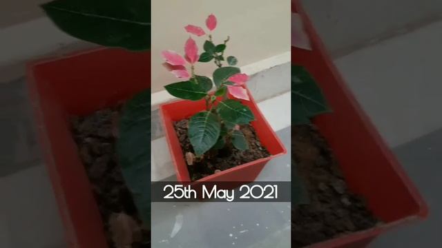 Poinsettia Plant | Euphorbia pulcherrima | Winter vs Summer смотреть онлайн