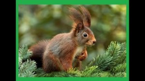 Чем питаются белки?