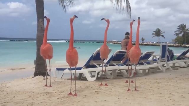 Фламинго танцуют под музыку на Арубе смотреть онлайн