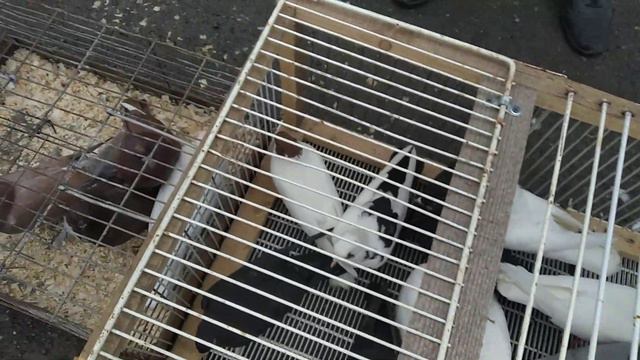 голубиная ярмарка г. Шахты 04.07.2021г смотреть онлайн