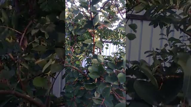 Ирга как подвой. смотреть онлайн