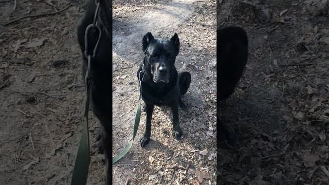 Павлиний глаз Agalisio смотреть онлайн