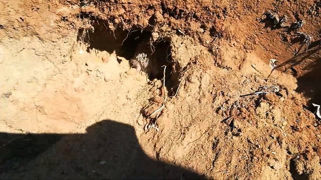 Ёжик в Центре Волгограда копает нору редкость смотреть онлайн