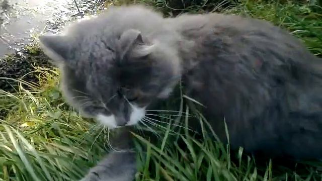 Тимоха смотреть онлайн