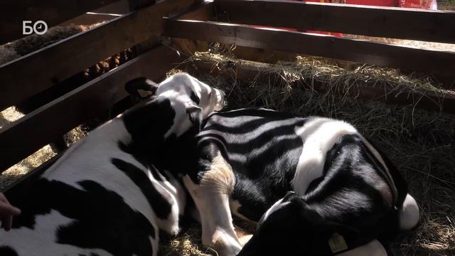 Как прошел Сабантуй-2022 в Казани смотреть онлайн