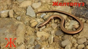 Животные на букву Ж.