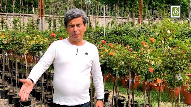 У нас налажена онлайн продажа. Комнатные и садовые растения онлайн в Ташкенте. смотреть онлайн