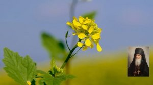 Молитвы преподобному Амвросию Оптинскому / Поучения преподобного Амвросия Оптинского