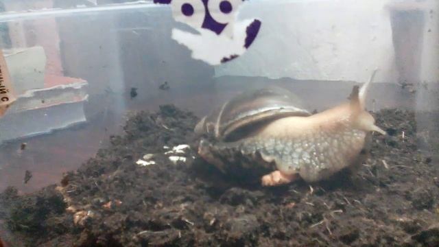 Улитка беременна??¿ Новый петомец УЛИТКА АХАТИНИЯ??? смотреть онлайн