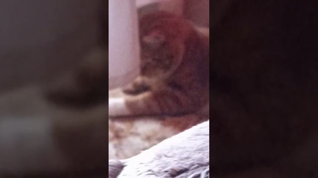 что любит, а что не любит кот Басик смотреть онлайн