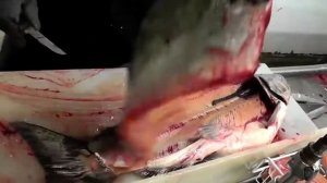 САМЫЙ быстрый способ разделки КЕТЫ CHUM SALMON на ФИЛЕ