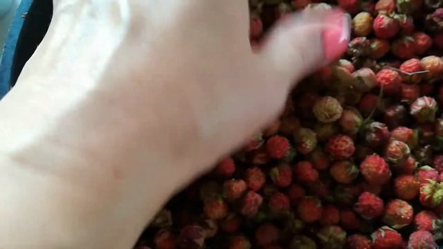 Деревенские дела/Наш кот Тяпа/Бабушки собрали луговую клубнику смотреть онлайн