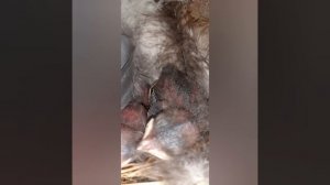 Жизнь ласточек в гнезде за три минуты